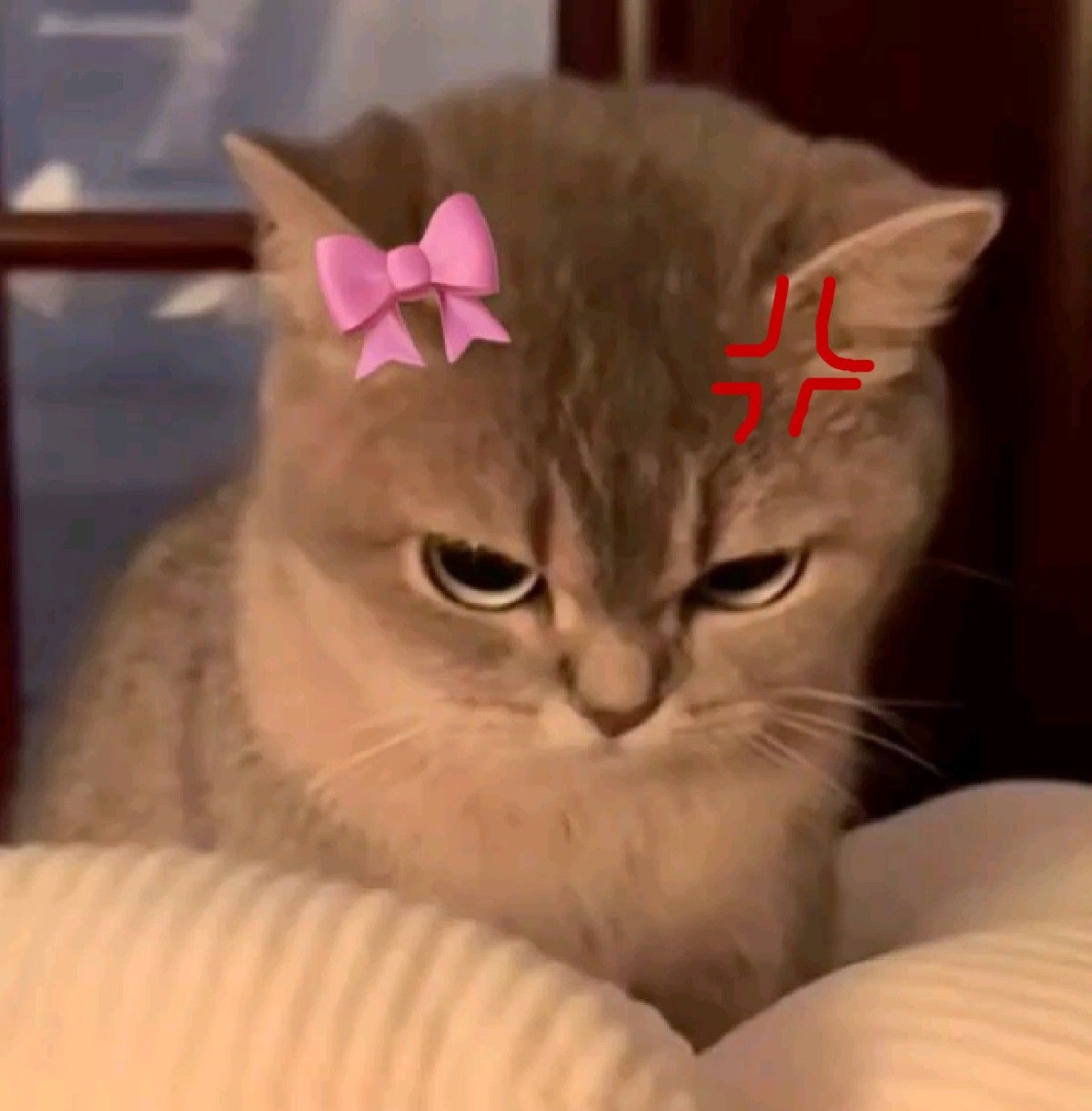 Grumpy tabby cat with a pink bow and red Korean text, glaring with pure disapproval