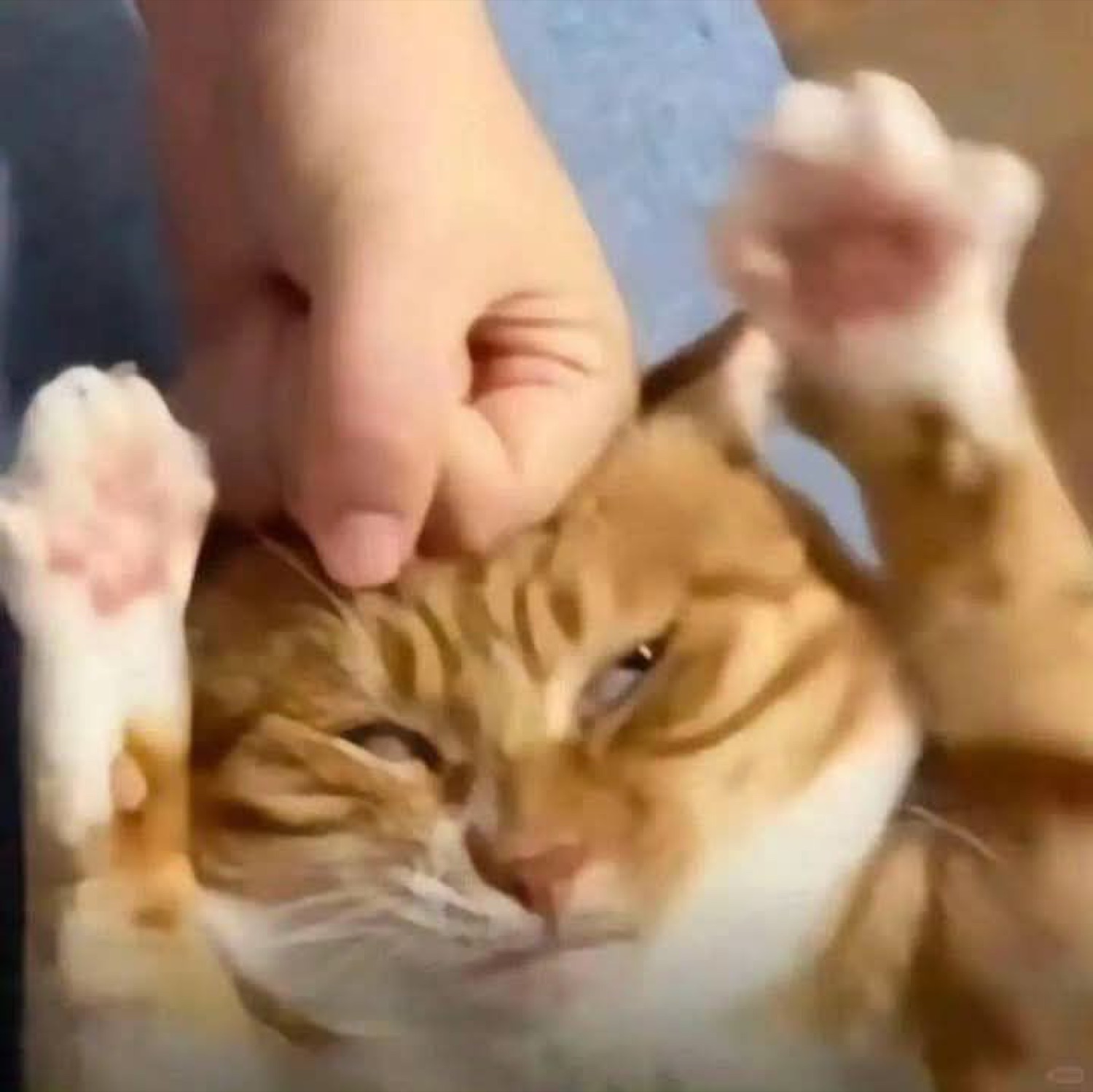 Hand bonking an orange cat on the head while it squints and throws its paws up