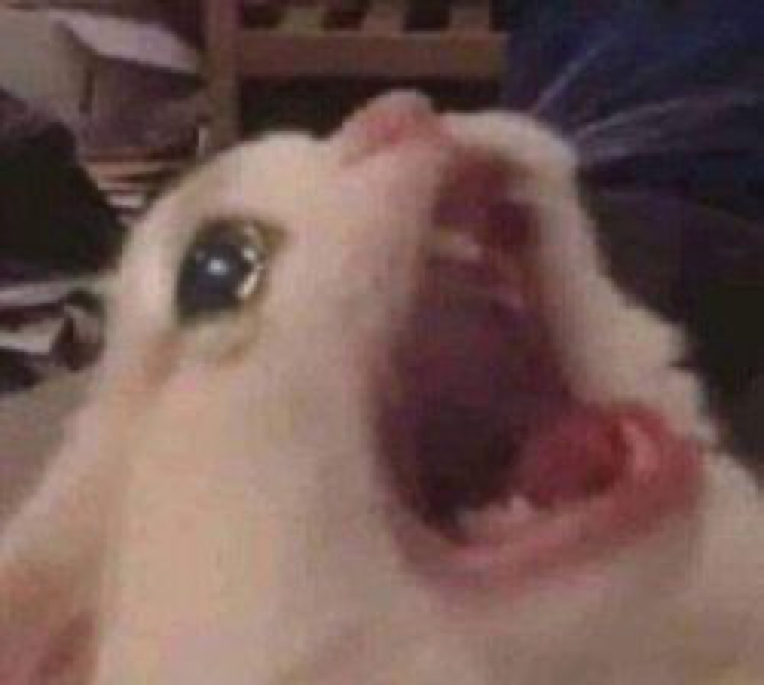 Hamster or rat with mouth gaping wide open caught mid-scream up close
