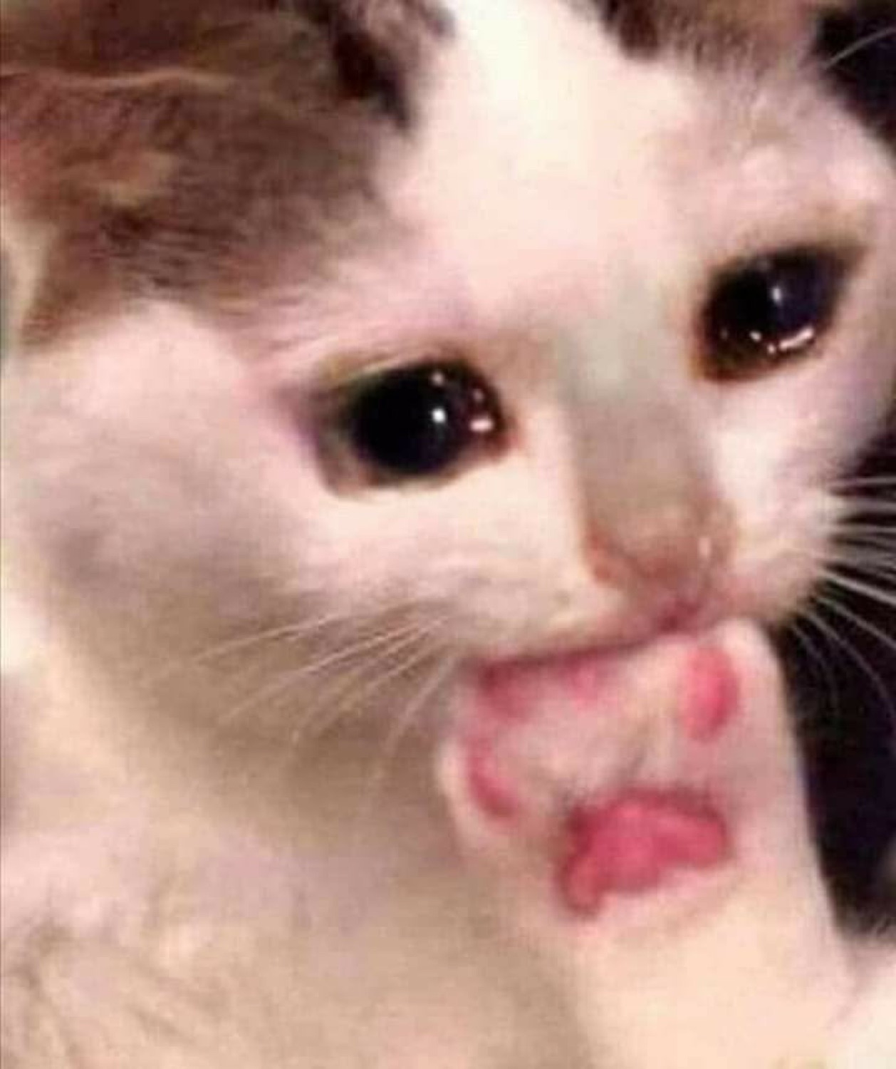 Tearful white kitten biting its lip nervously, on the verge of crying