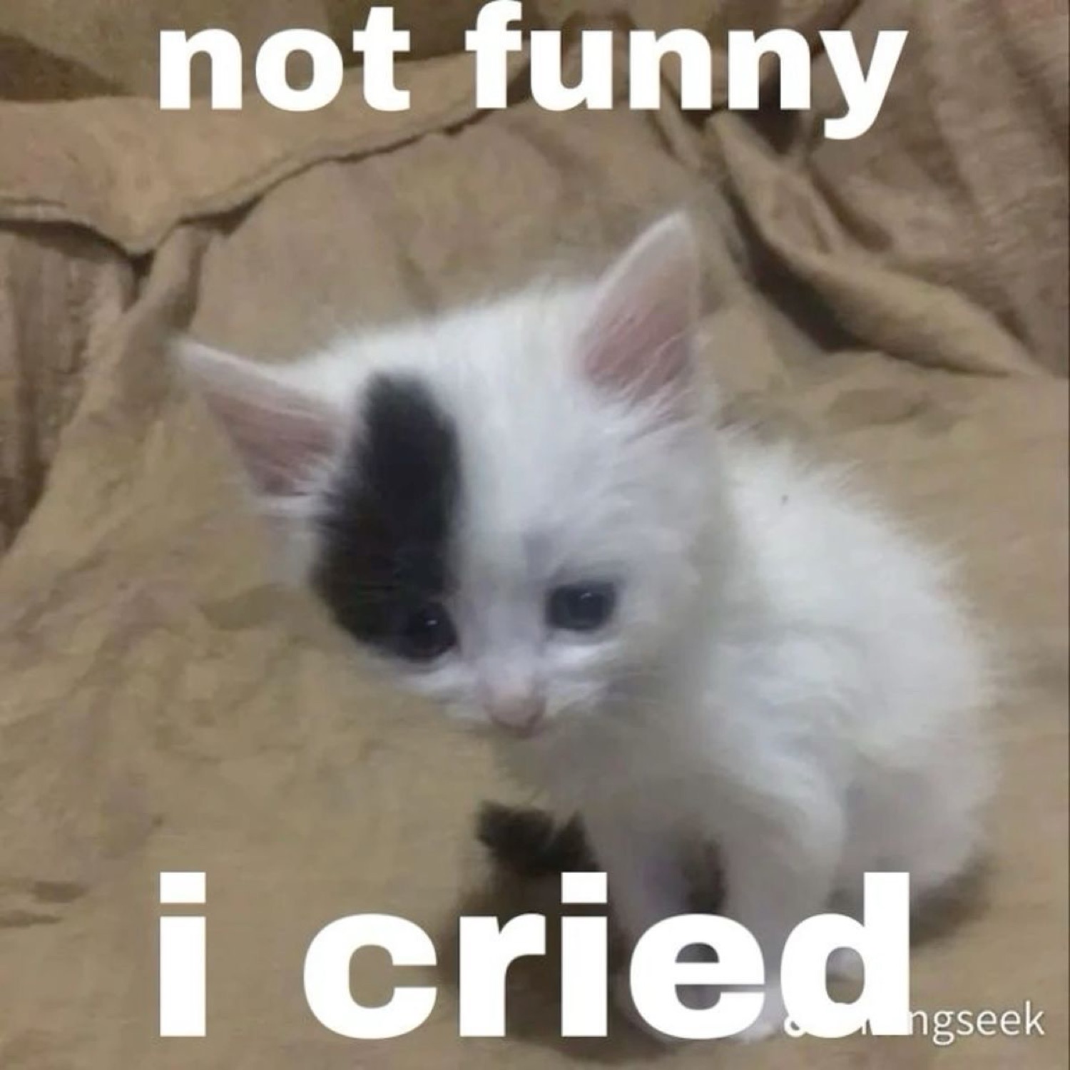 Tiny black-and-white kitten with sad downcast eyes captioned 'not funny i cried'