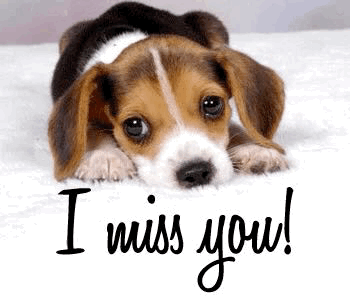 Beagle puppy resting its head sadly, "I miss you!"