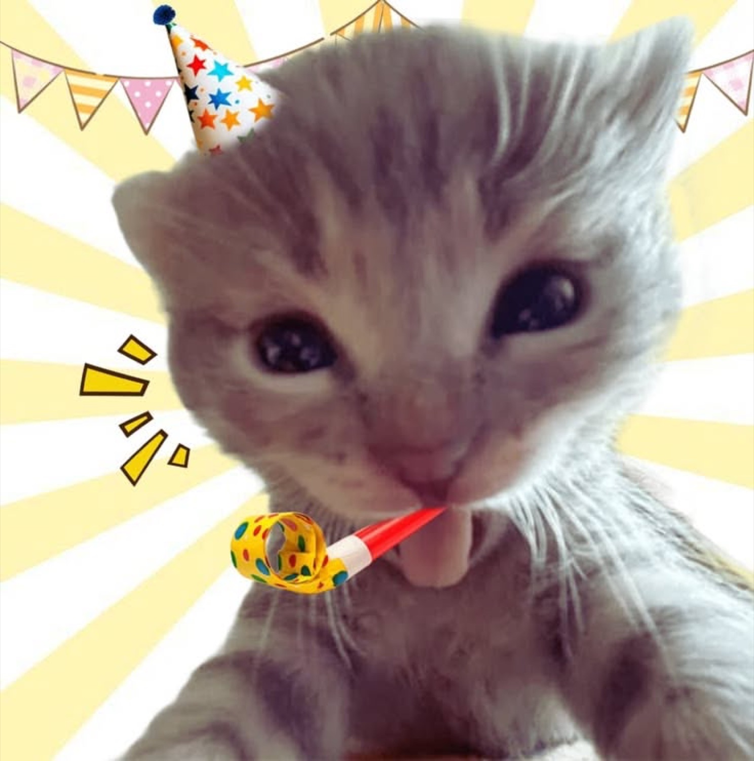 Grey kitten in a party hat blowing a party horn, staring straight at the camera