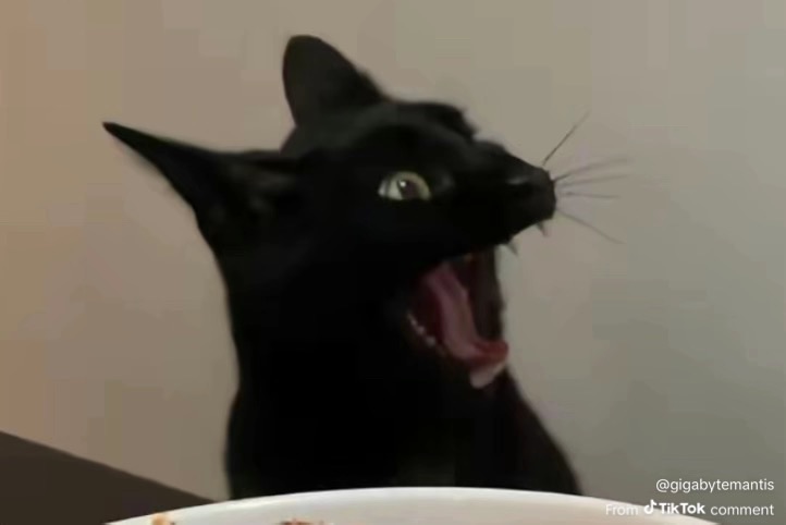 Cat shook