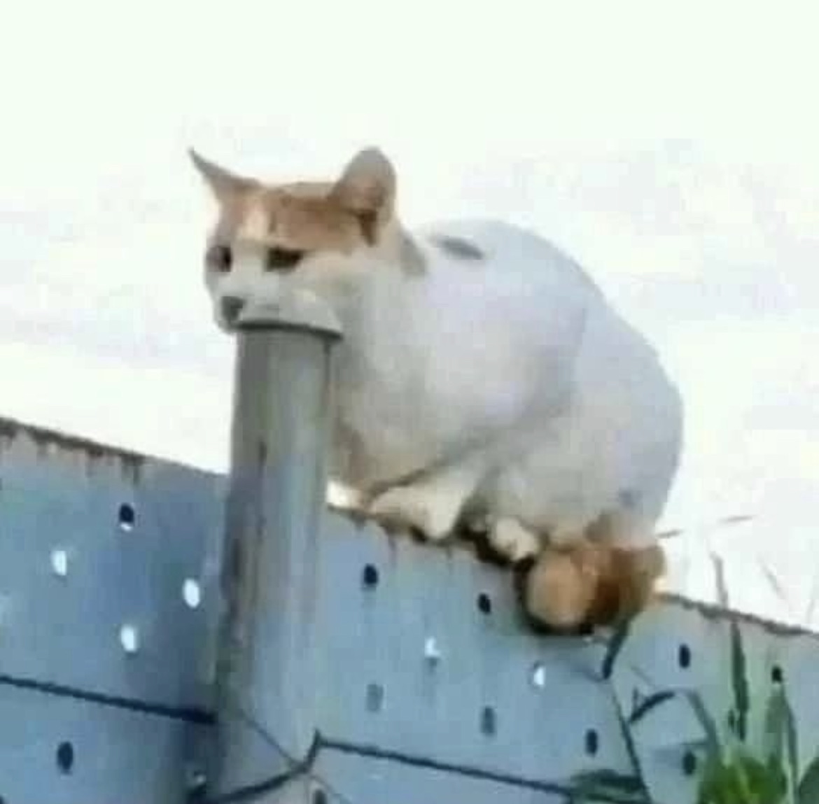 Cat sucking lol