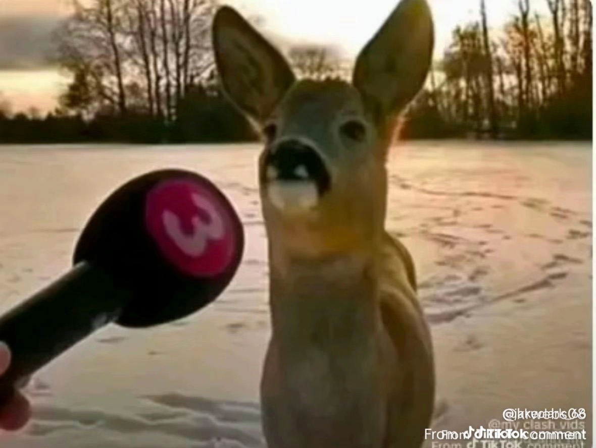 Deer interview