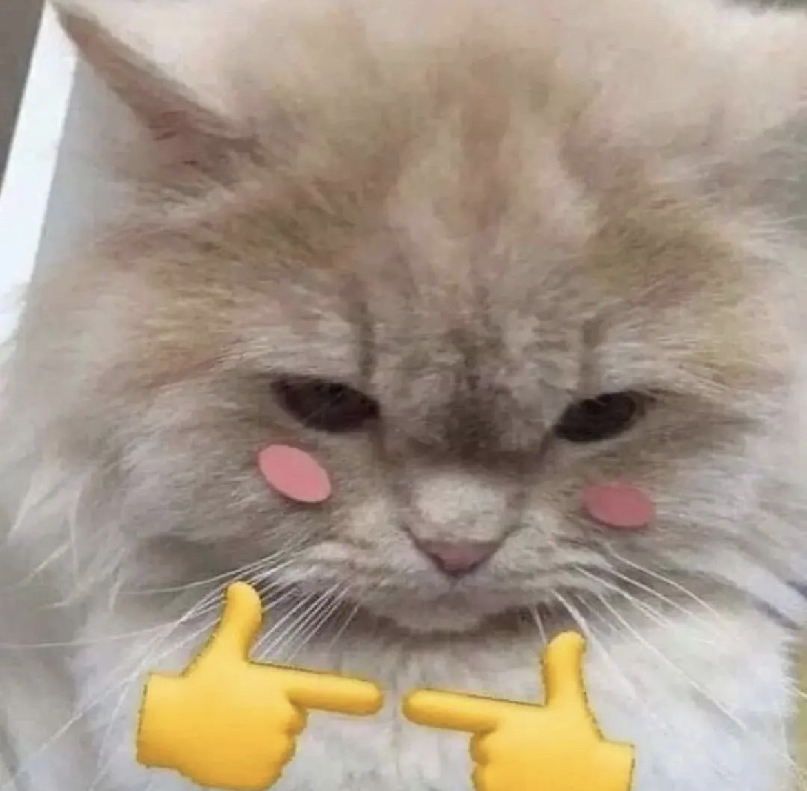 Shy cat