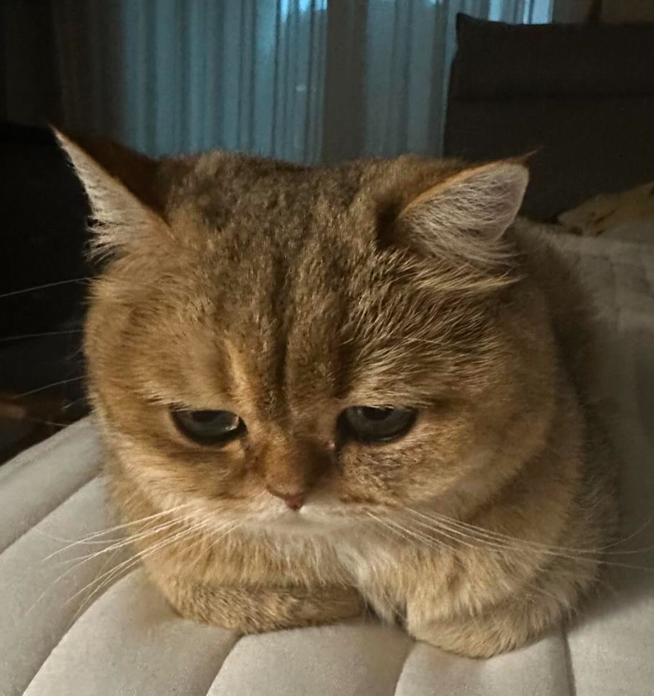Sad cat