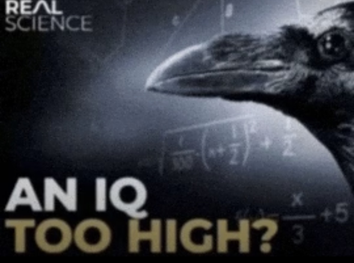 smart iq too high crow 