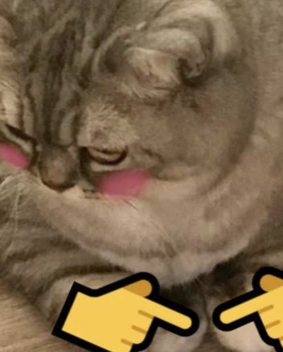 Shy cat 