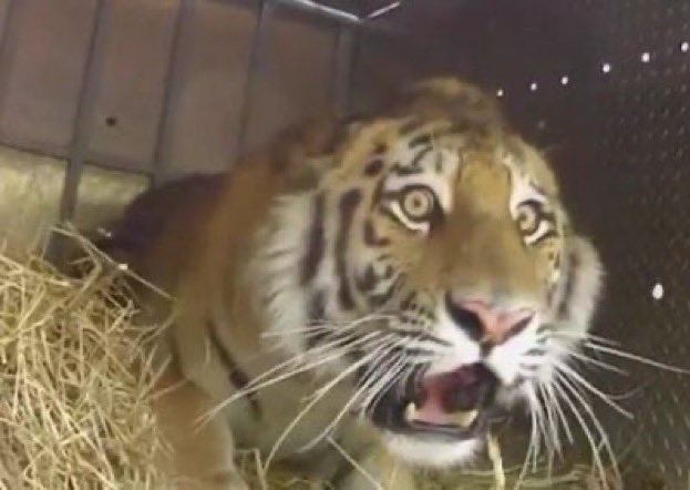 Shook shocked tiger