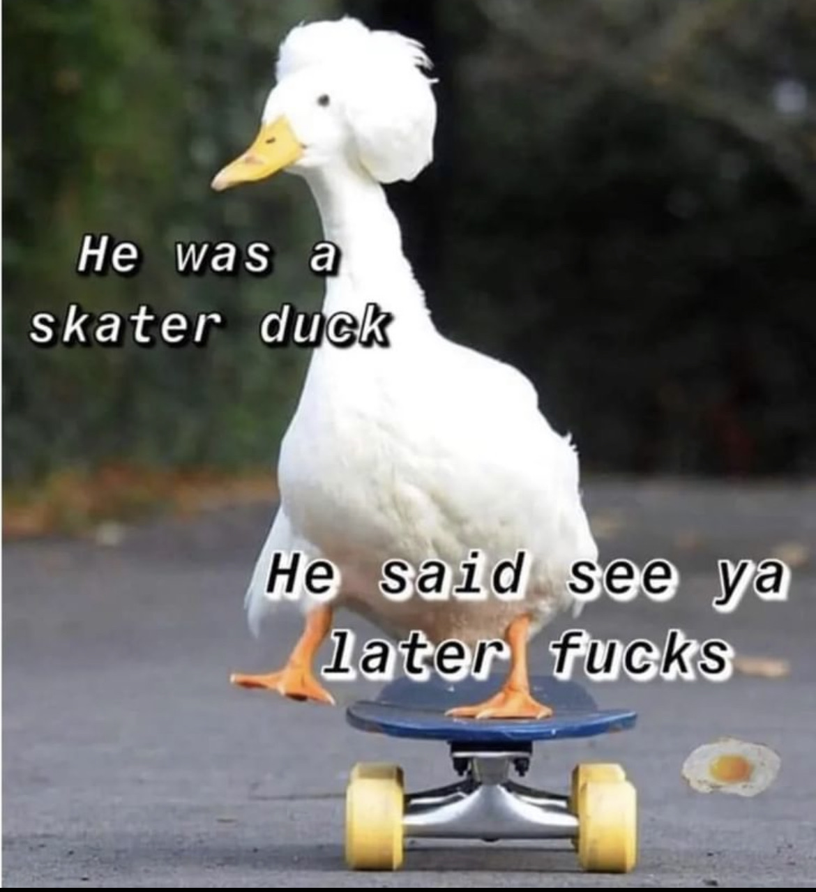 Skater duck
