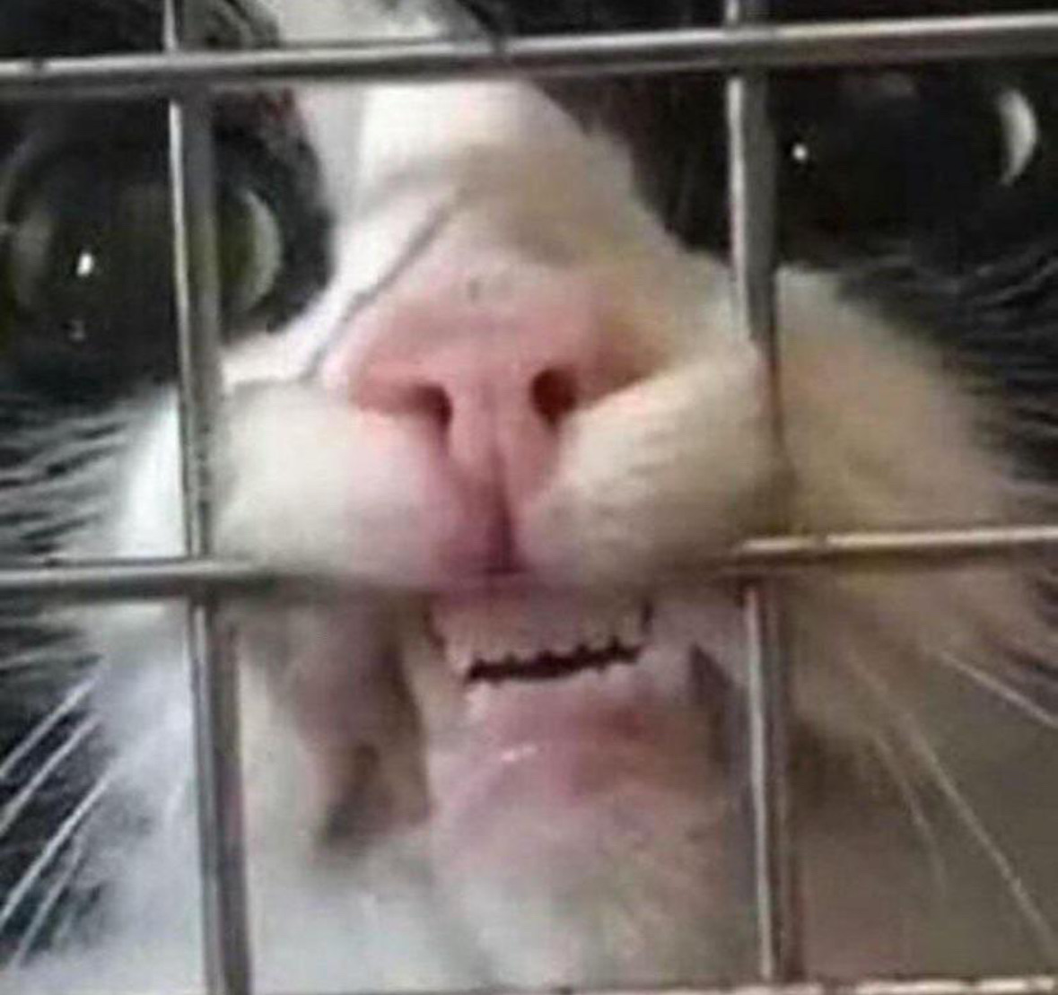 Cat biting jail prison