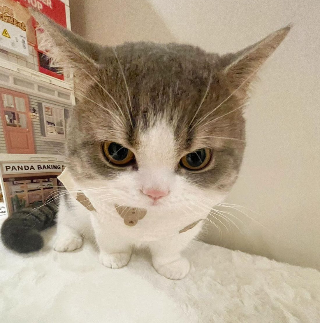Angry cat