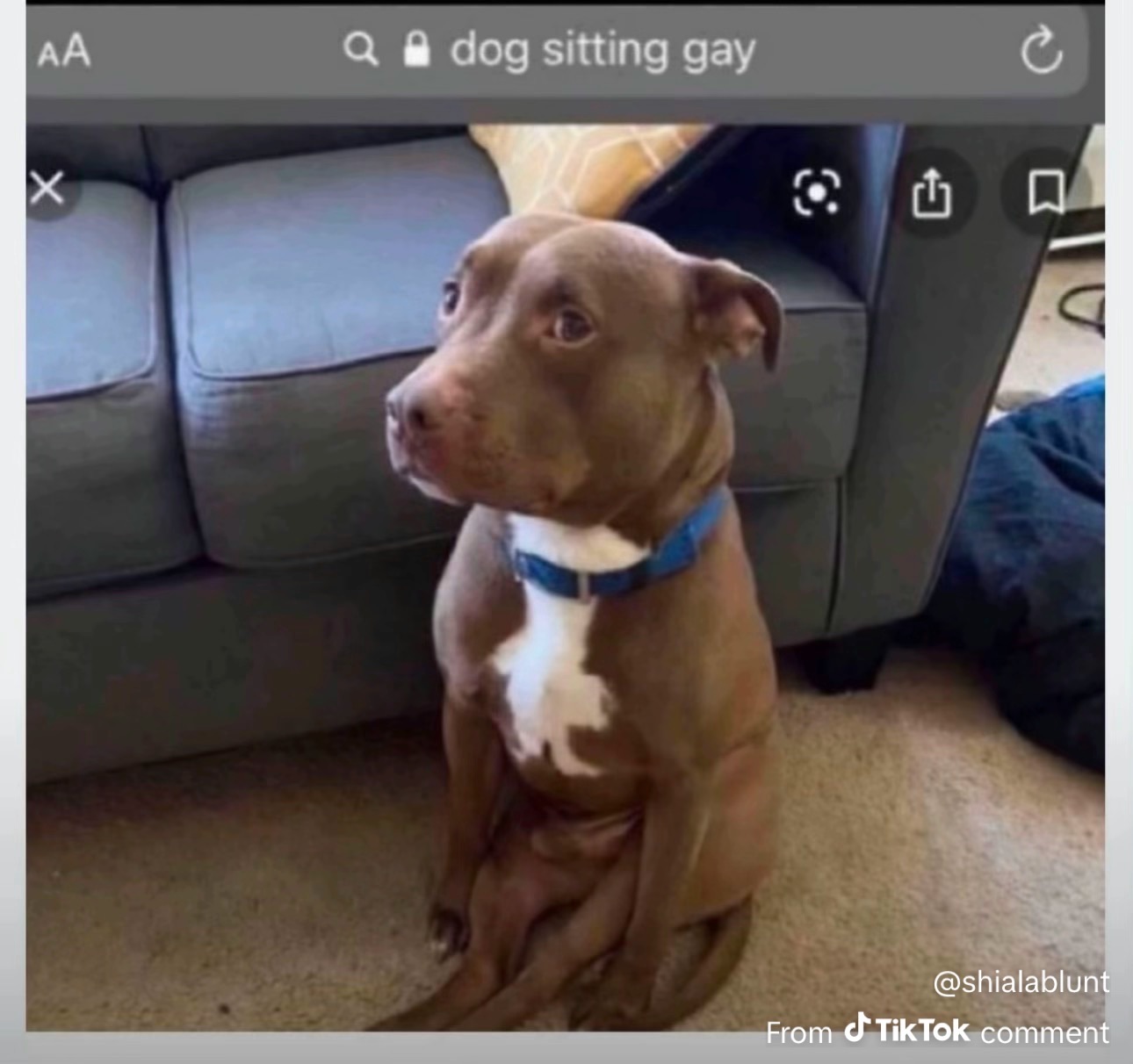 Dog sitting gay