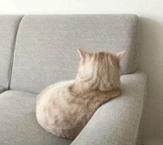 Cat sitting backwards