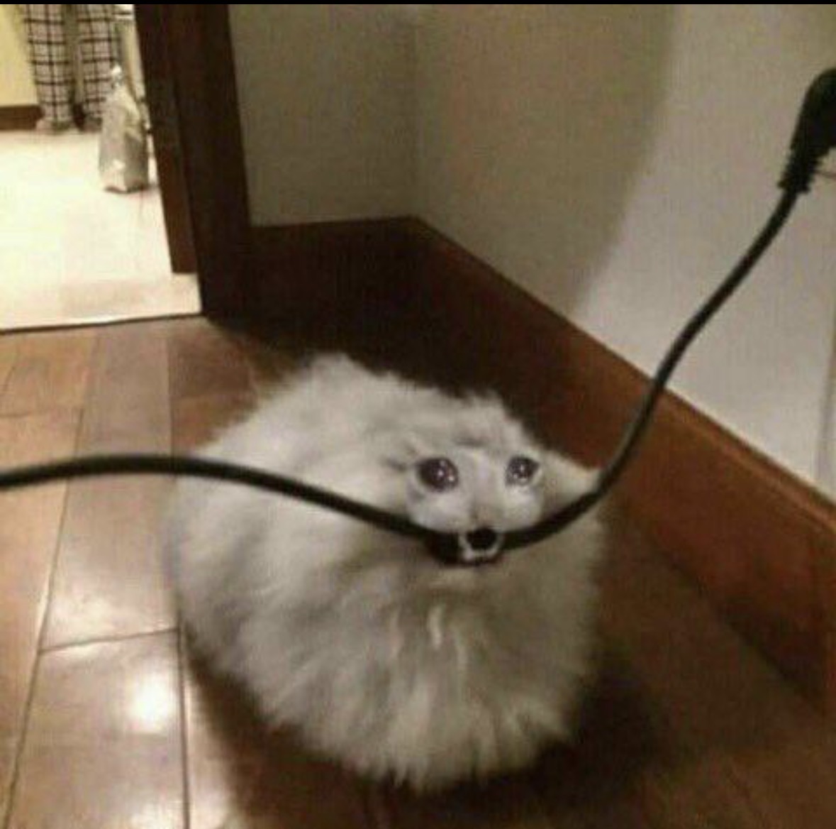 Cat biting cord