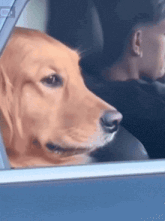 Golden retriever rolling up window