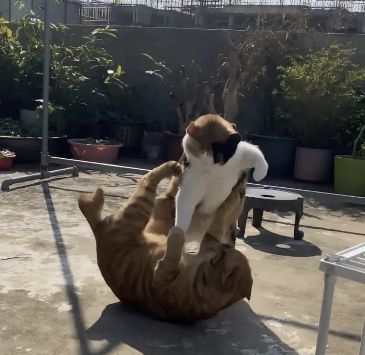 Cat fight