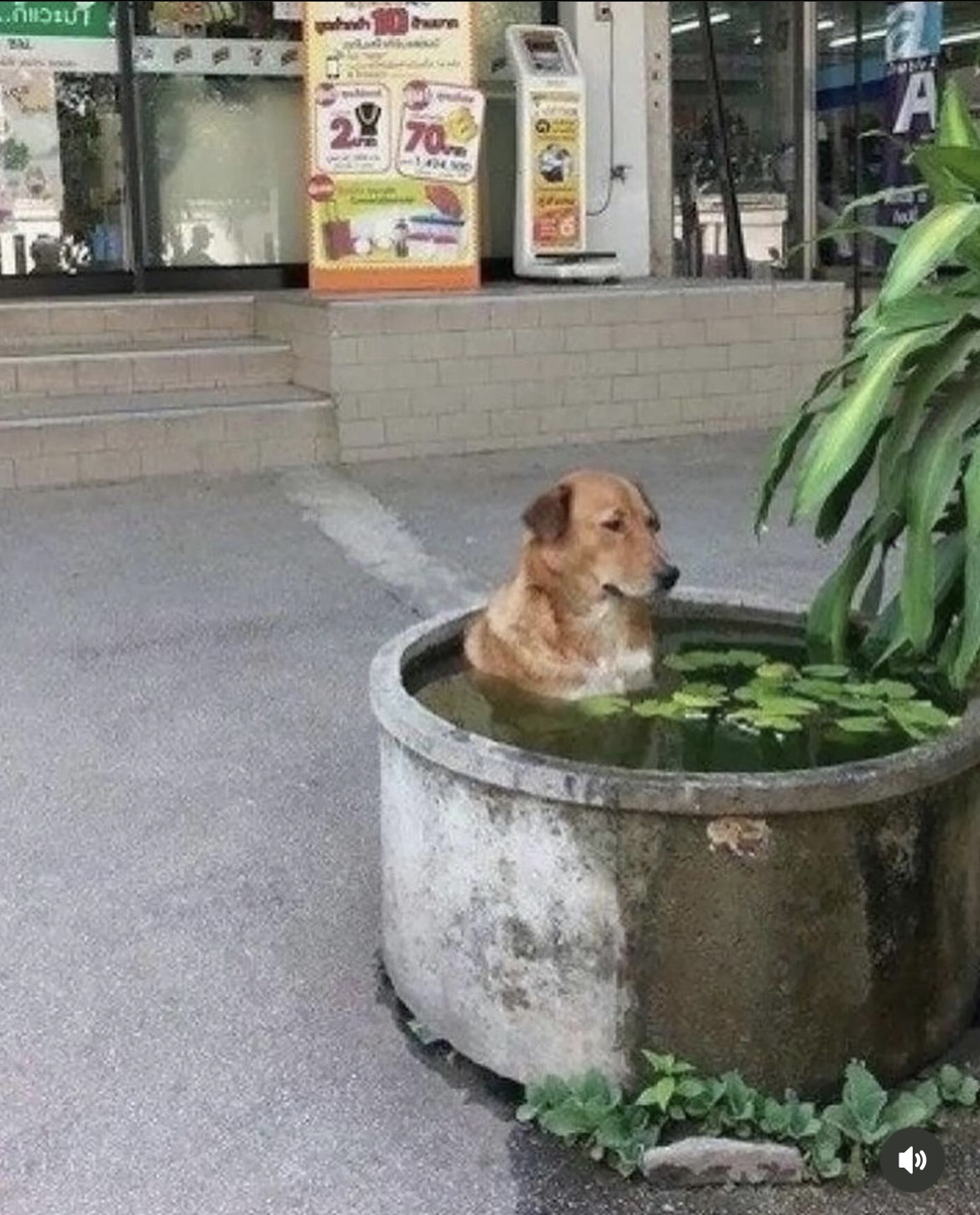 Dog in a bath