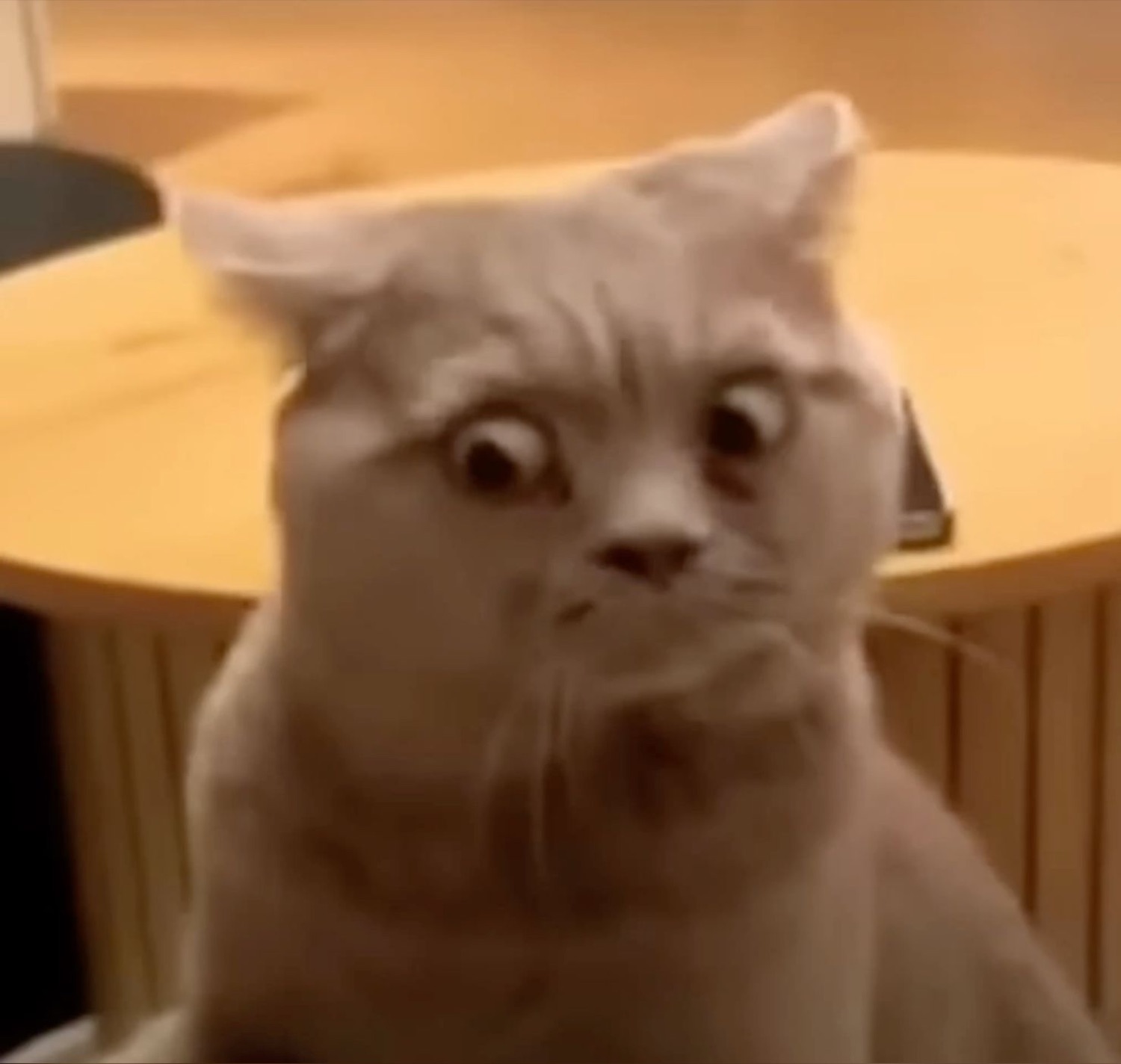 Scottish fold cat with wide worried eyes frozen mid-thought