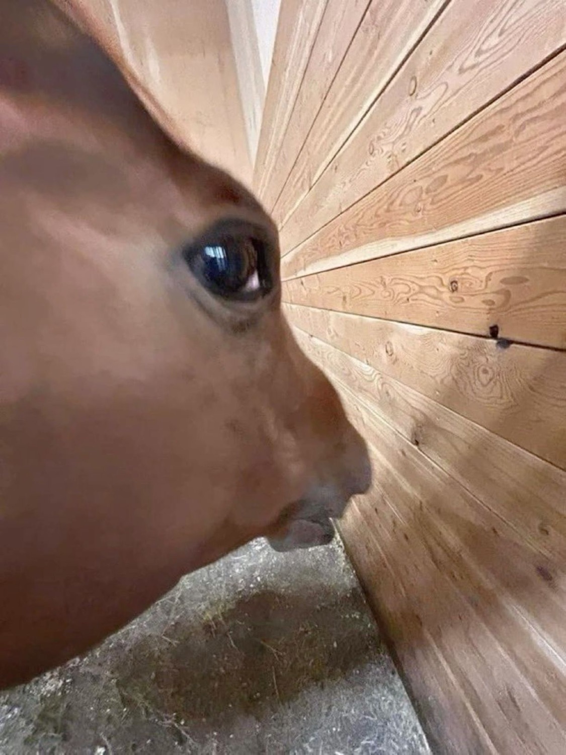 Horse pressing its face flat into the corner of a wooden stall, utterly over it