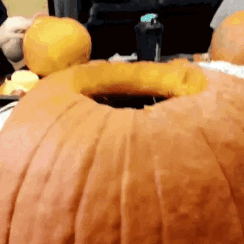 Grey kitten popping its head out of a carved pumpkin
