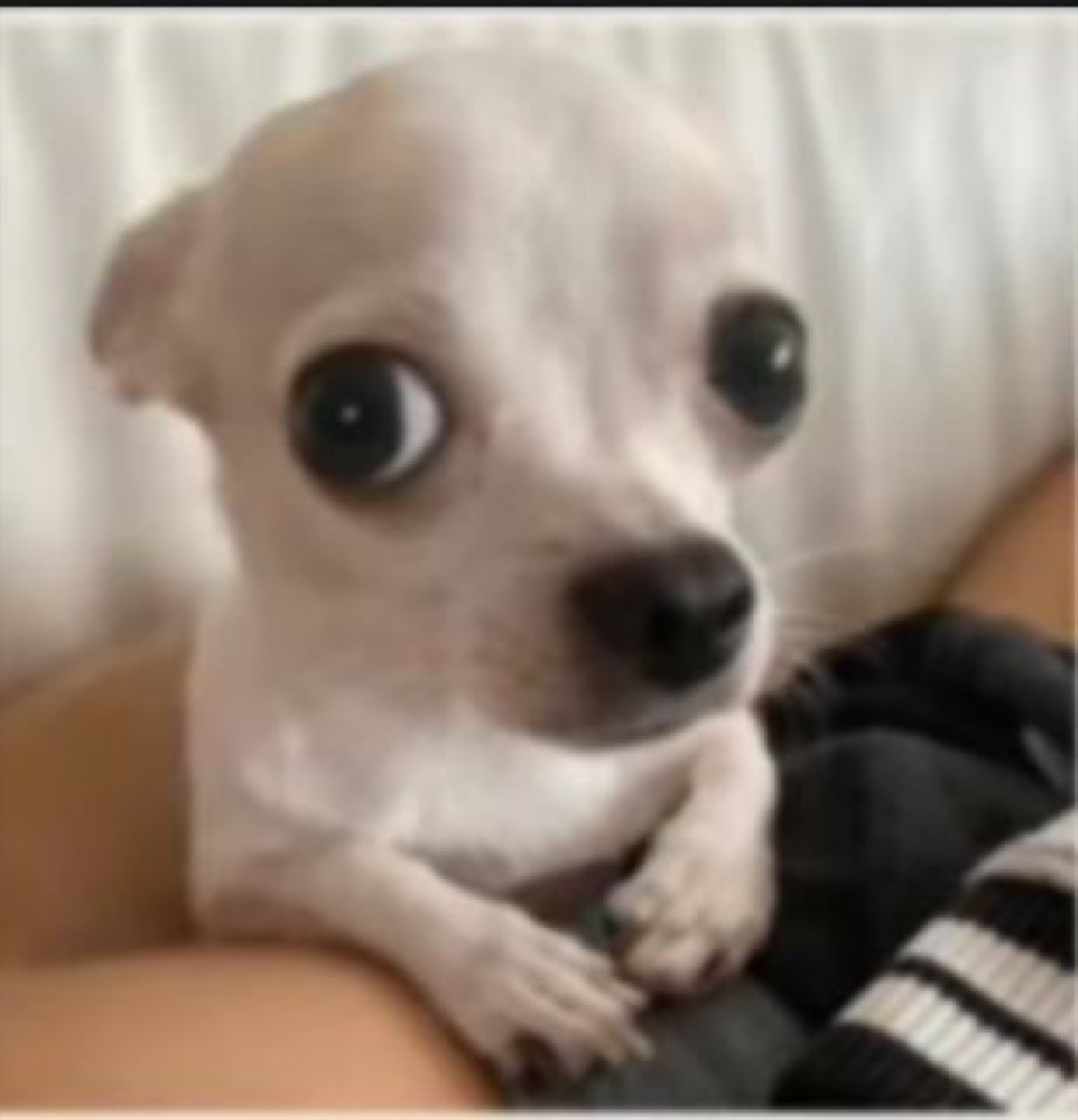 Tiny chihuahua with huge startled eyes staring wide at the camera