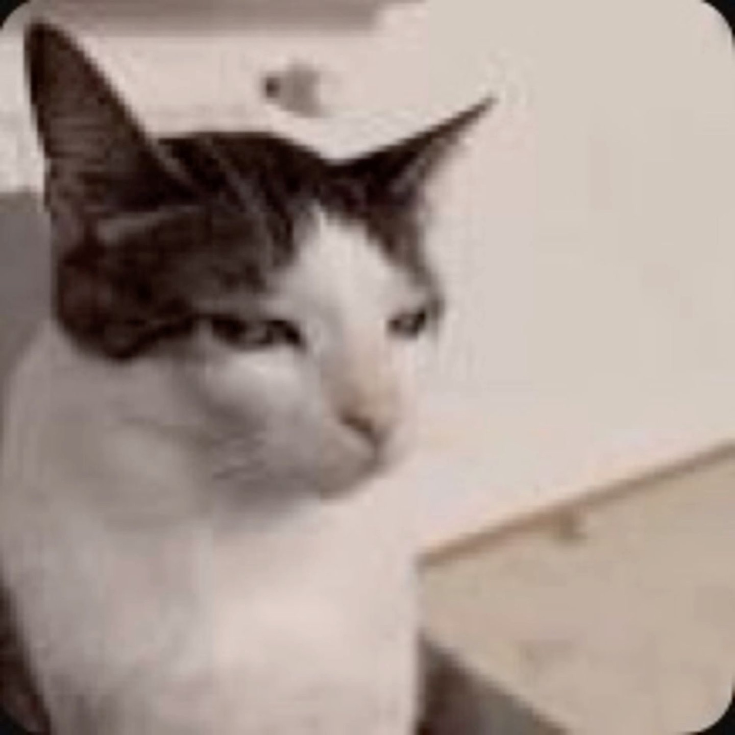 Black-and-white cat glancing sideways with a tired, unimpressed look