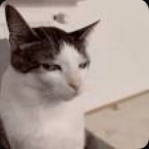 Black-and-white cat glancing sideways with a tired, unimpressed look