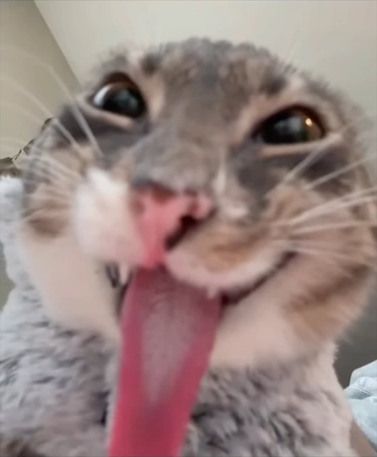 Gray tabby cat with tongue hanging all the way out, staring wide-eyed directly at the camera