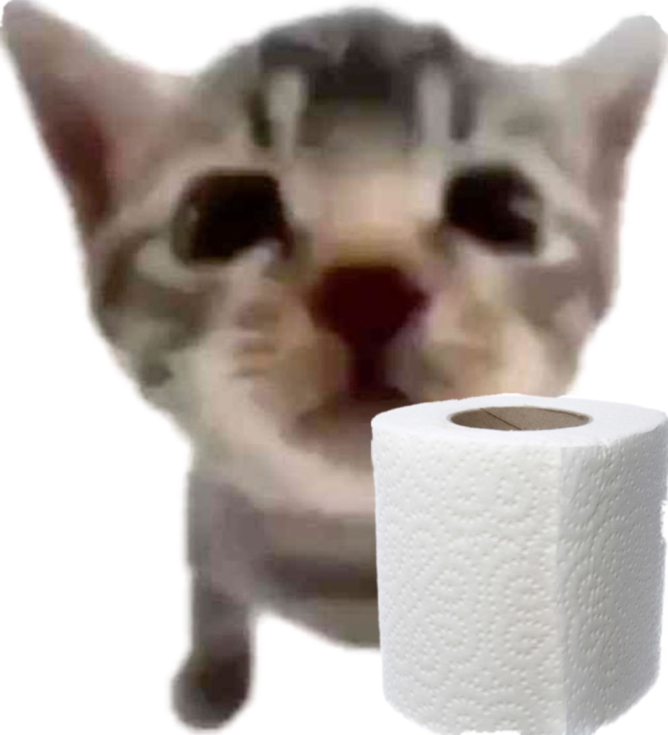 Blurry kitten holding a roll of toilet paper