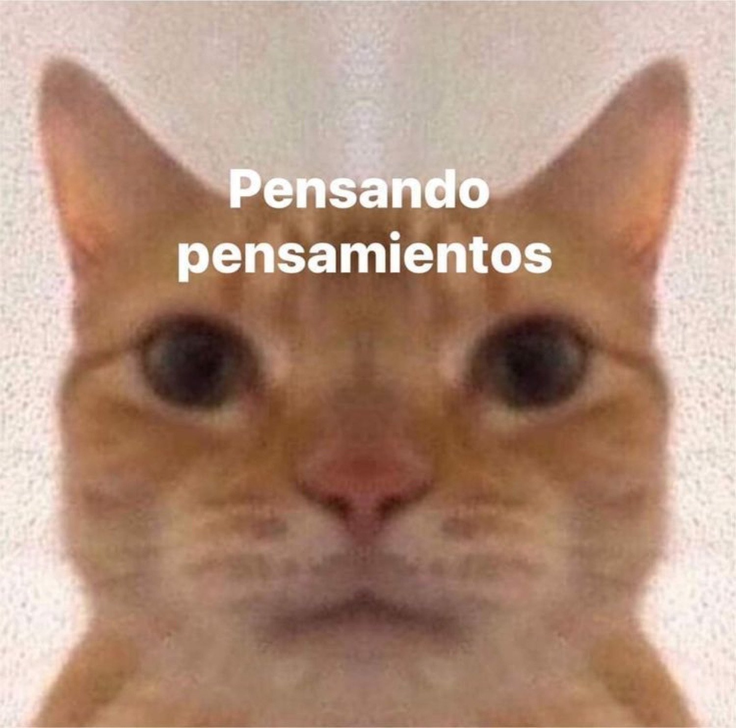 Orange cat staring blankly into the camera, captioned 'Pensando pensamientos'