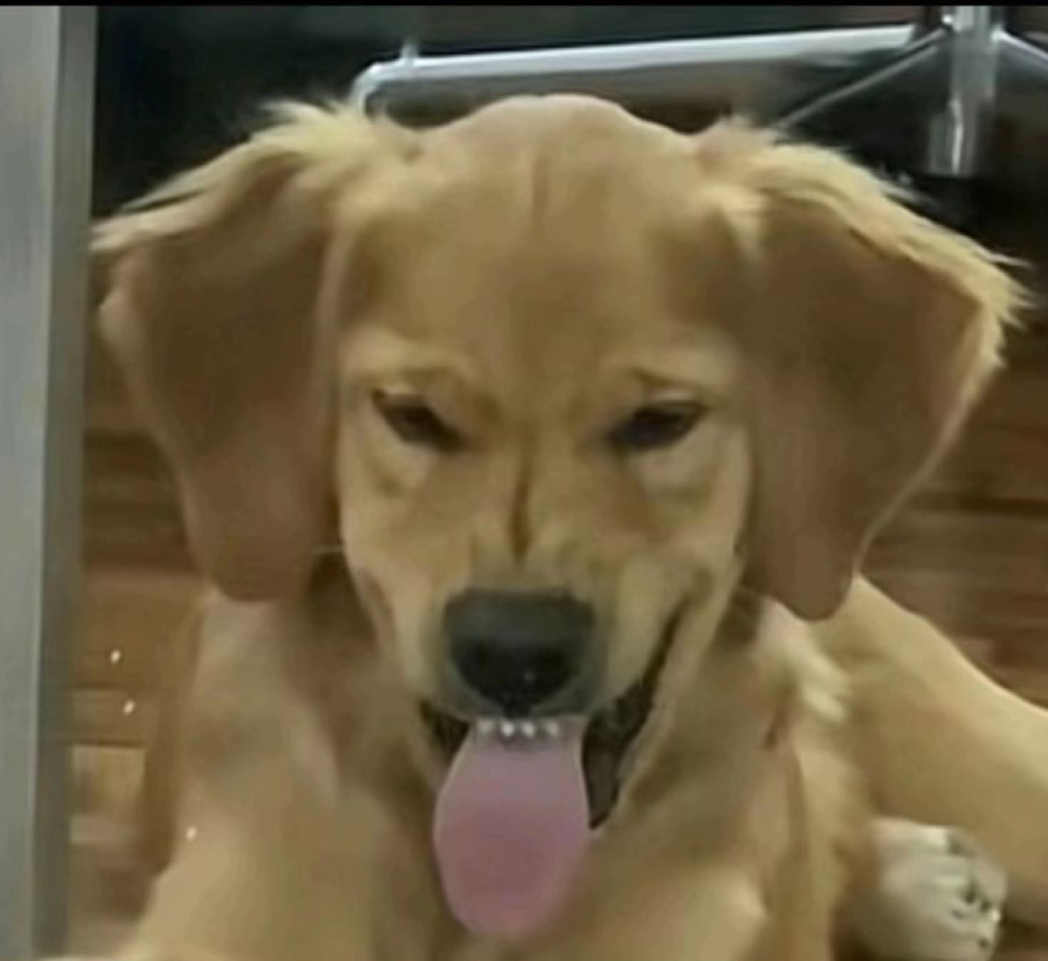 Golden retriever with droopy half-closed eyes and tongue hanging out, completely done with everything