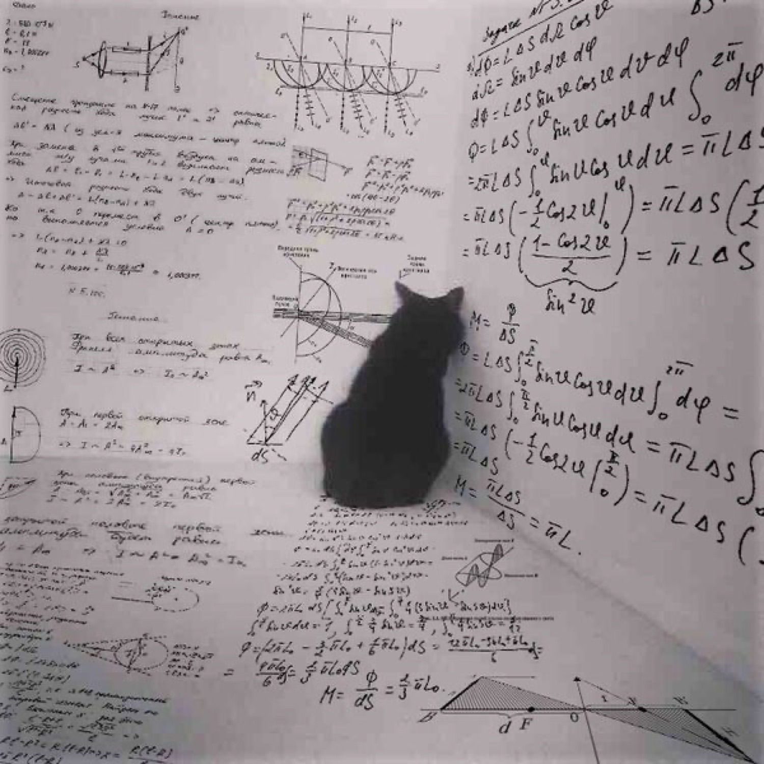 Black cat sitting facing a wall covered in dense handwritten math equations