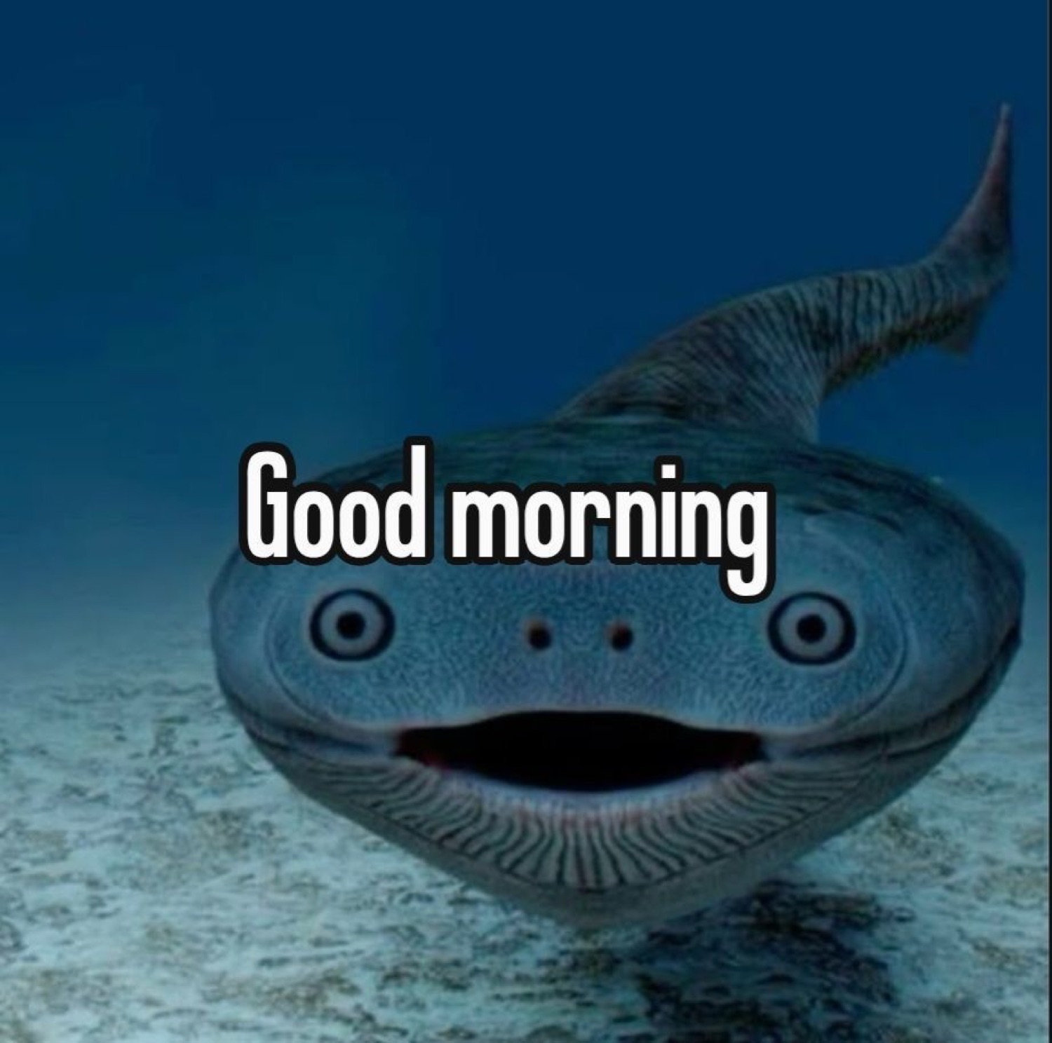 Derpy smiling fish on the seafloor: 'Good morning'