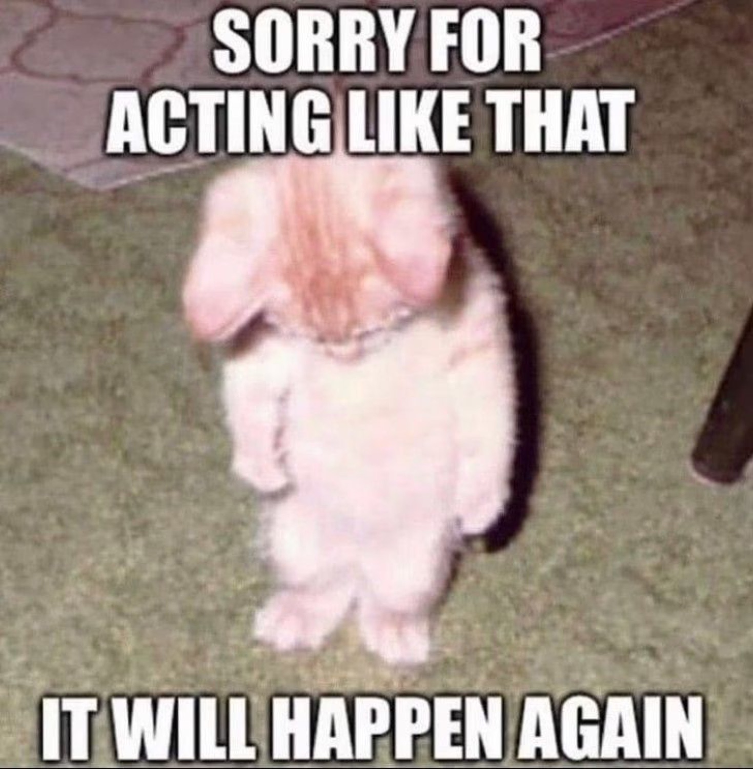 Pink bunny standing upright: 'SORRY FOR ACTING LIKE THAT / IT WILL HAPPEN AGAIN'