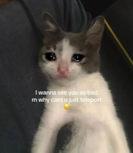 Tiny crying kitten with big wet eyes begging someone to teleport to them