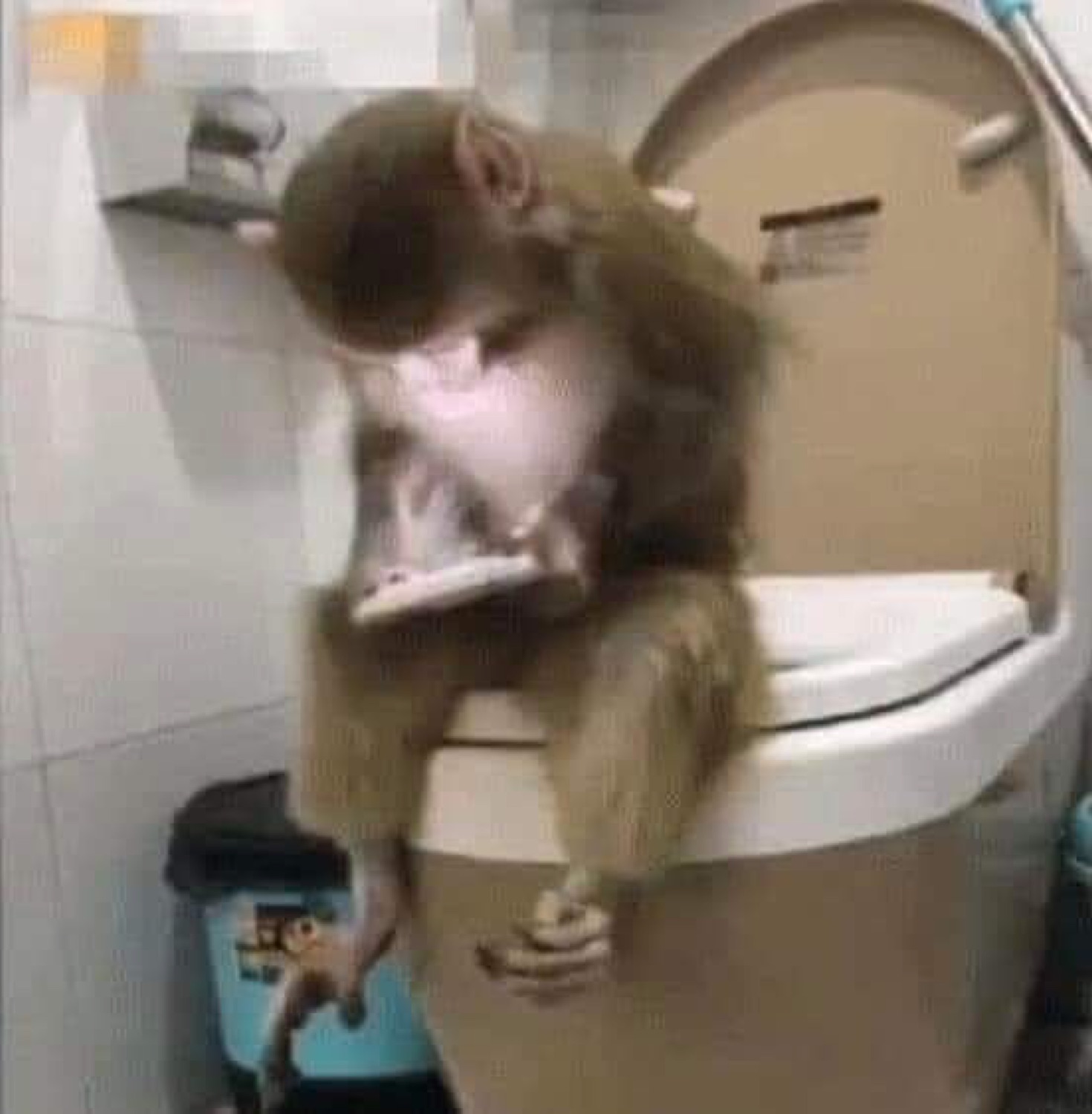 Monkey sitting on a toilet scrolling a phone
