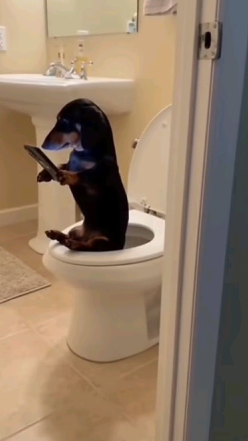 Dachshund sitting on a toilet reading its phone