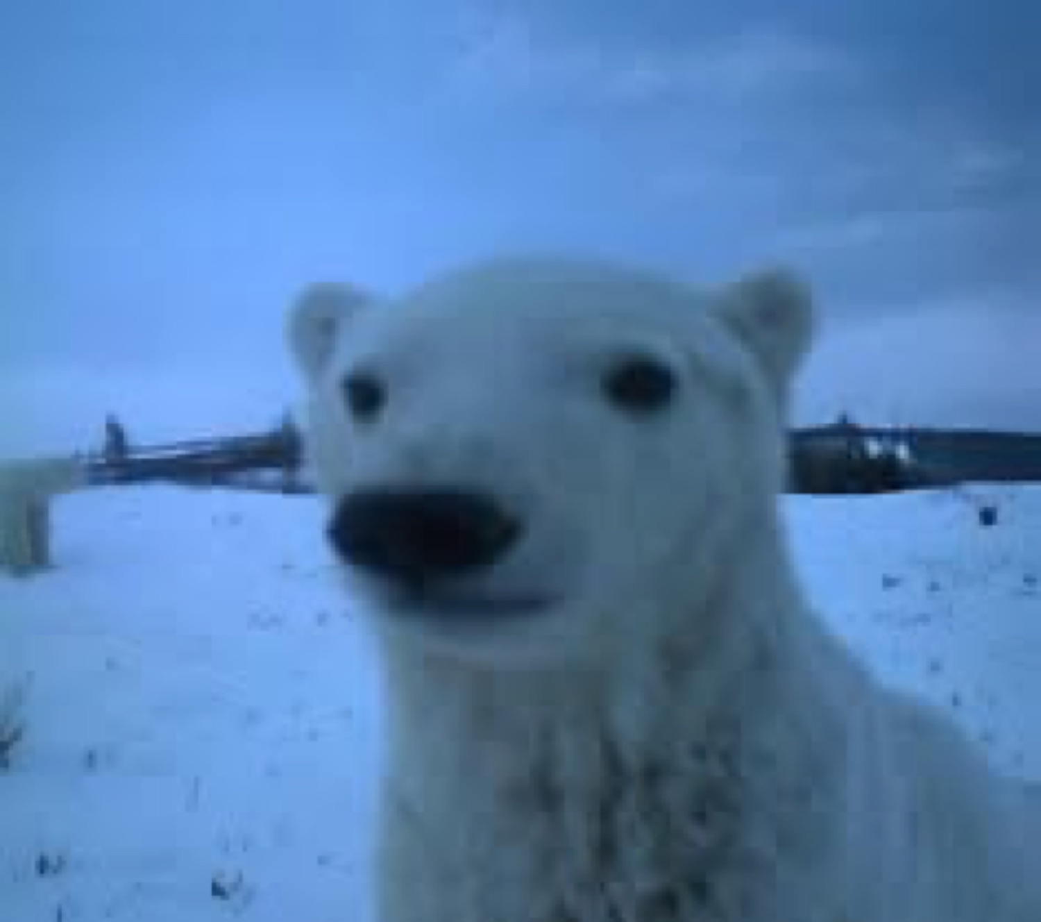 Polar bear peering straight into the camera up close