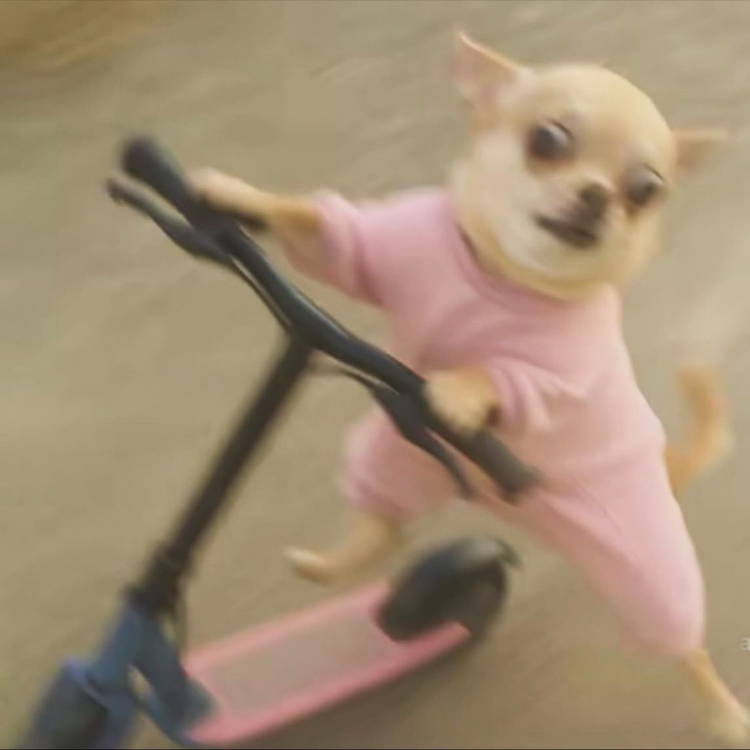 Blurry chihuahua in a pink onesie speeding off on a kick scooter