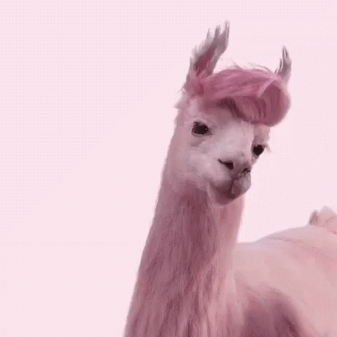 Pink llama flipping its hair