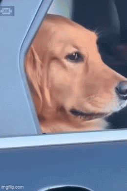 Golden retriever in a car window slowly turning away, unimpressed