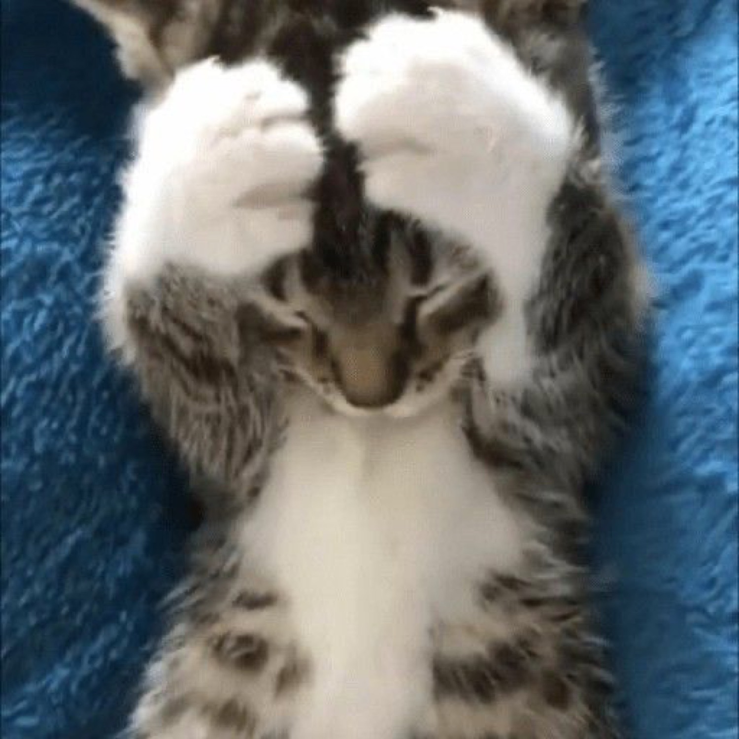 Tiny tabby kitten lying on its back covering its face with its own paws