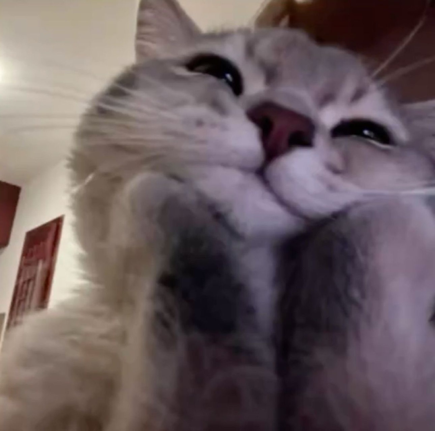 Fluffy gray cat pressing its squishy face into the camera, eyes full and soft