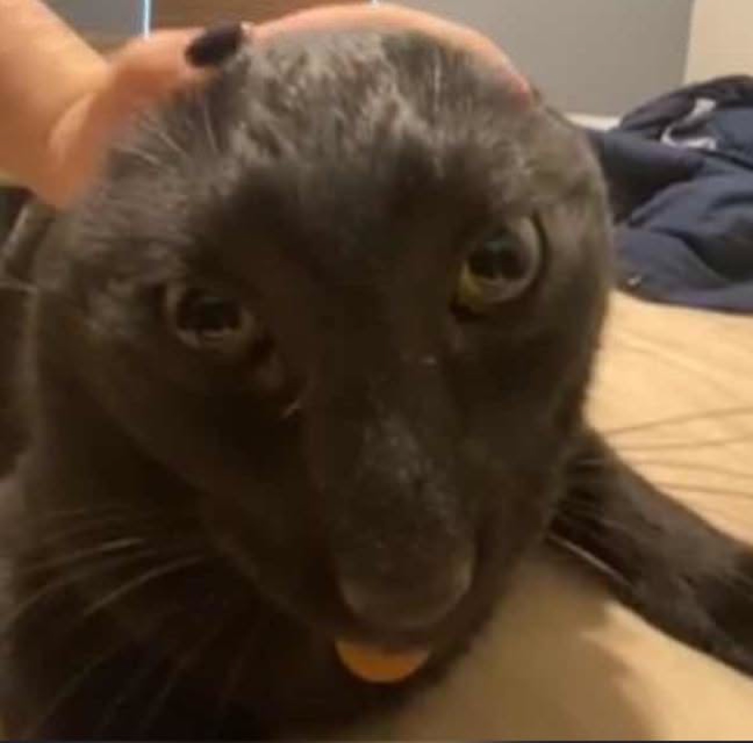 Black cat being petted with a wide-eyed, startled stare and its little tongue out