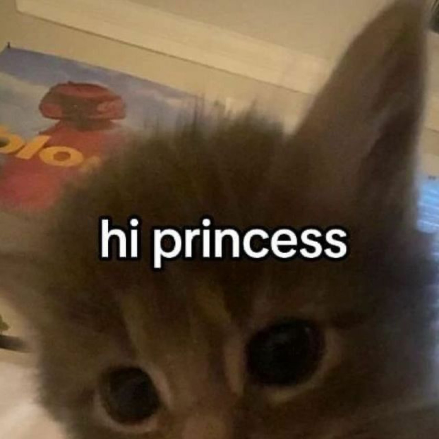 Fuzzy kitten peeking at the camera captioned 'hi princess'