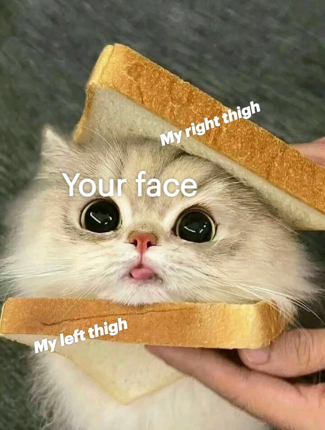 Fluffy wide-eyed cat sandwiched between two slices of bread with flirty caption text
