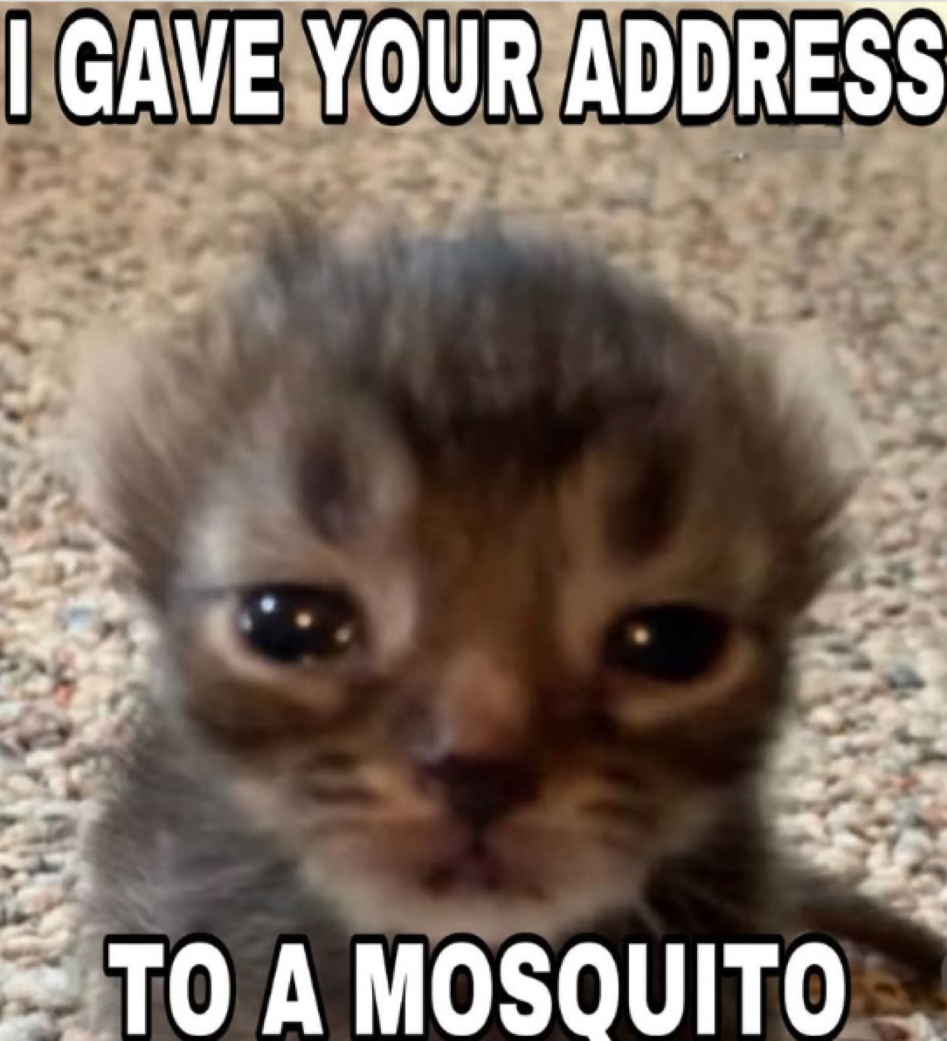 Wide-eyed sad kitten staring into the camera with text 'I gave your address to a mosquito'